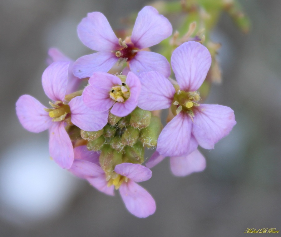 Cakile maritima