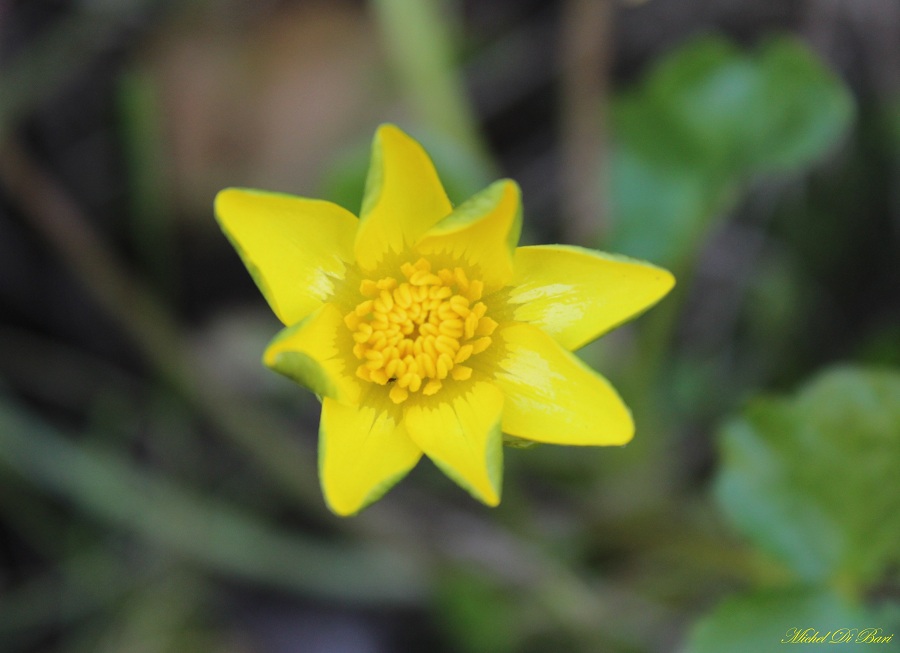 Ranunculus ficaria