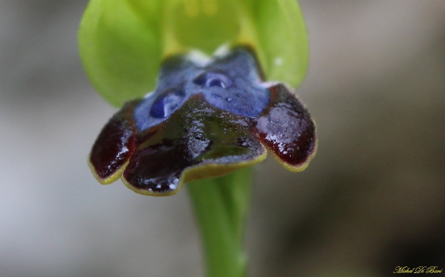 Ophrys iricolor