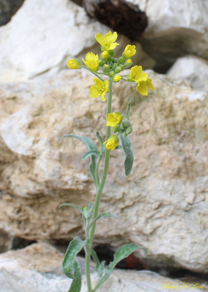 Aurinia cfr. sinuata