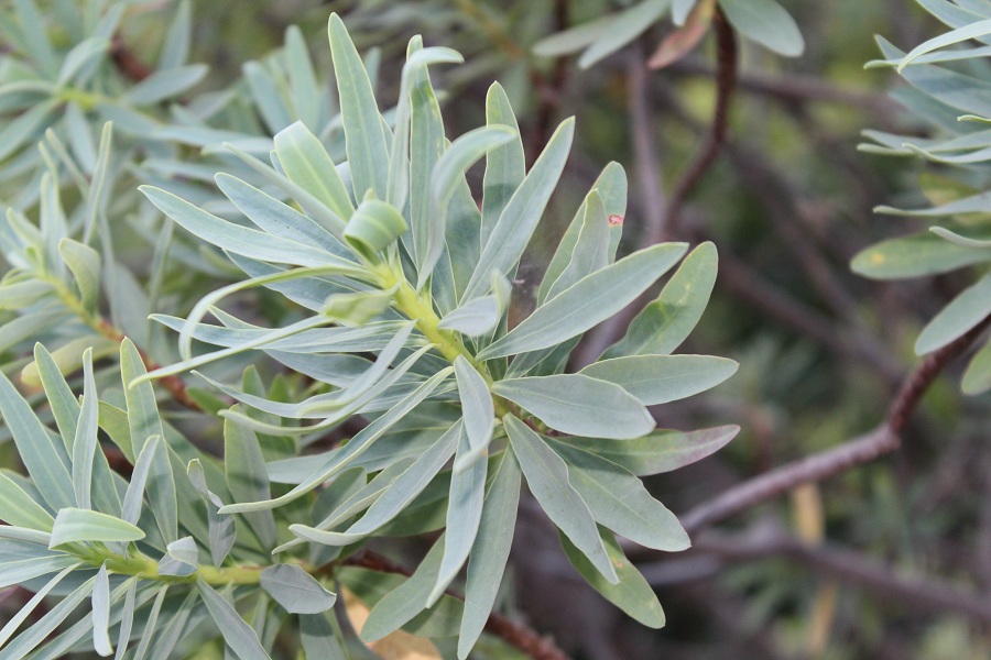 Euphorbia dendroides