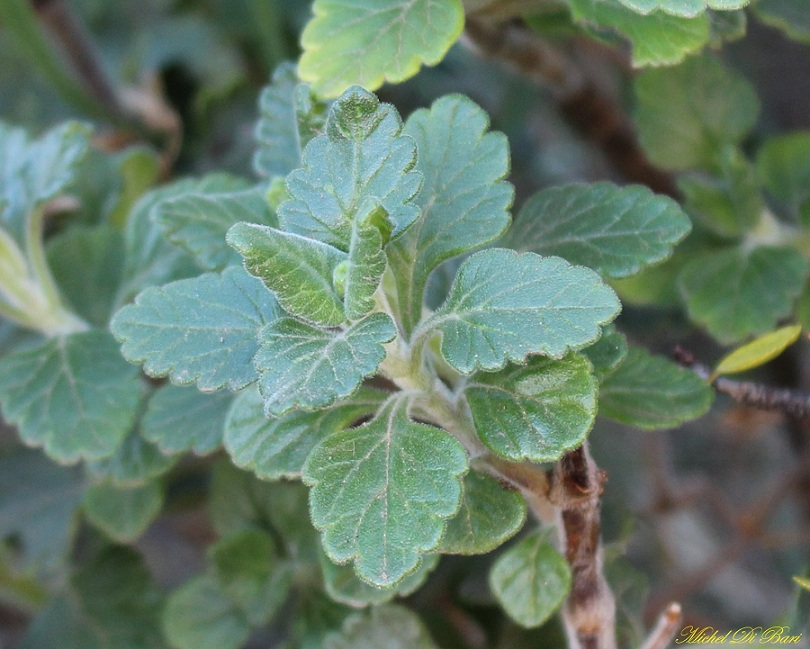 Teucrium flavum