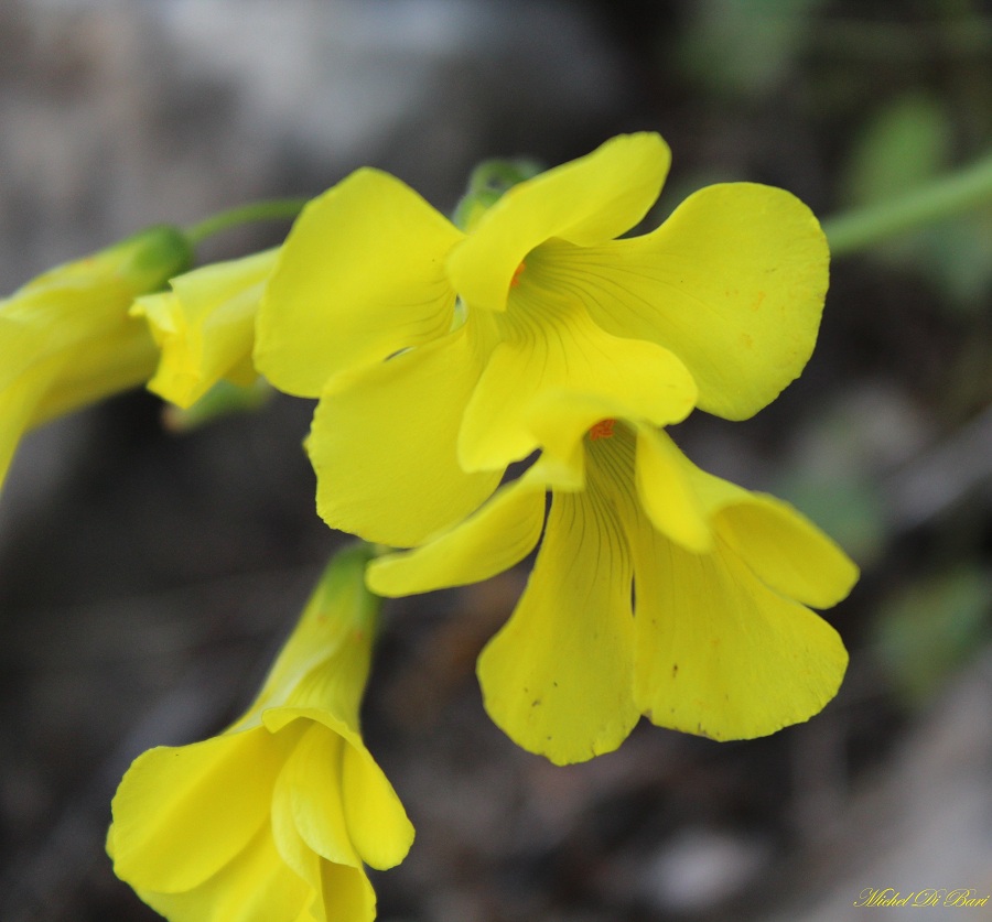 Oxalis pes-caprae