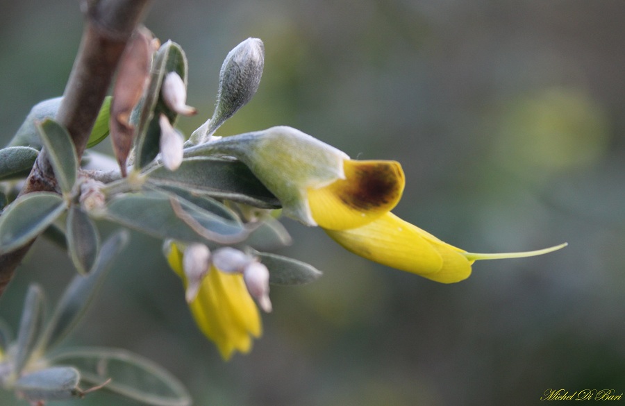 Quale ginestra? Anagyris foetida