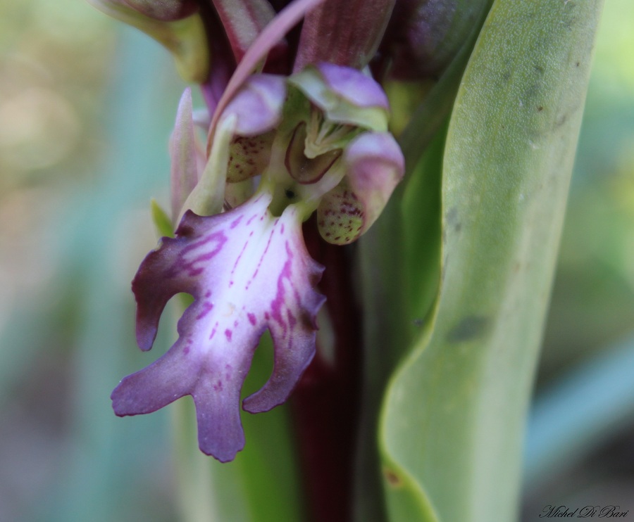 Himantoglossum robertianum