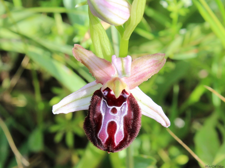 Ophrys sipontensis