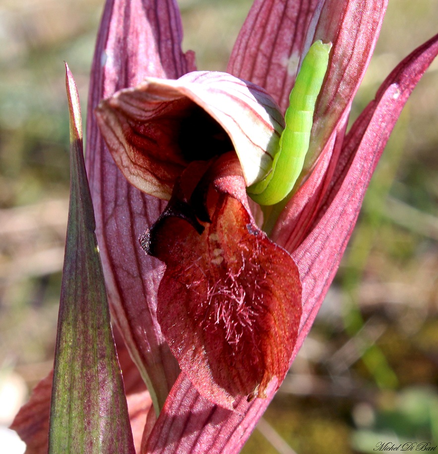 Serapias orientalis subsp. apulica