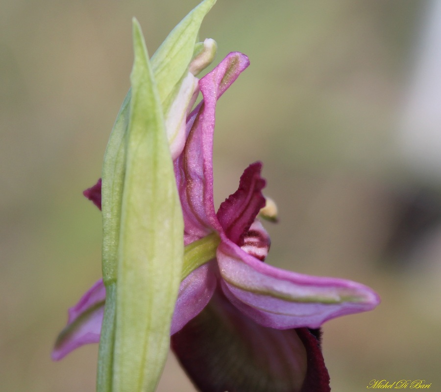 Ophrys sipontensis