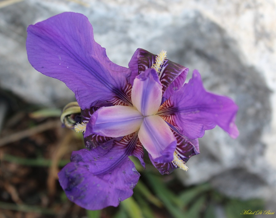 iris bicapitata colasante?