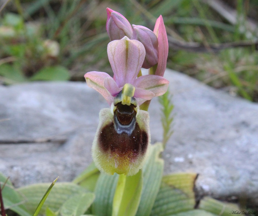 Ophrys tenthredinifera