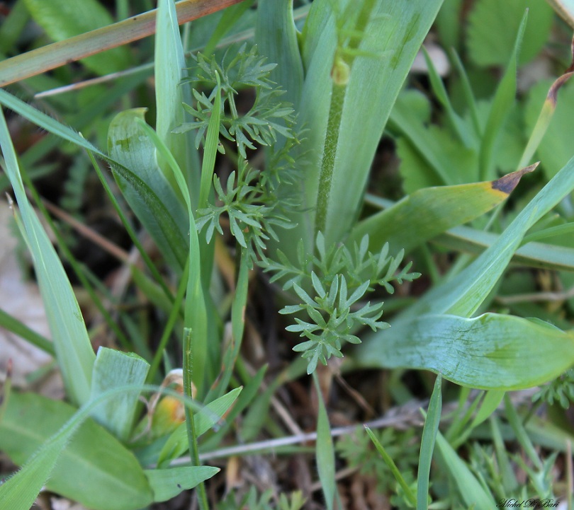 Ranunculus acre?