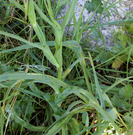 Tragopogon porrifolius