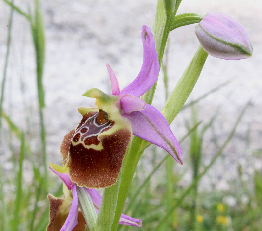 Ophrys apulica?