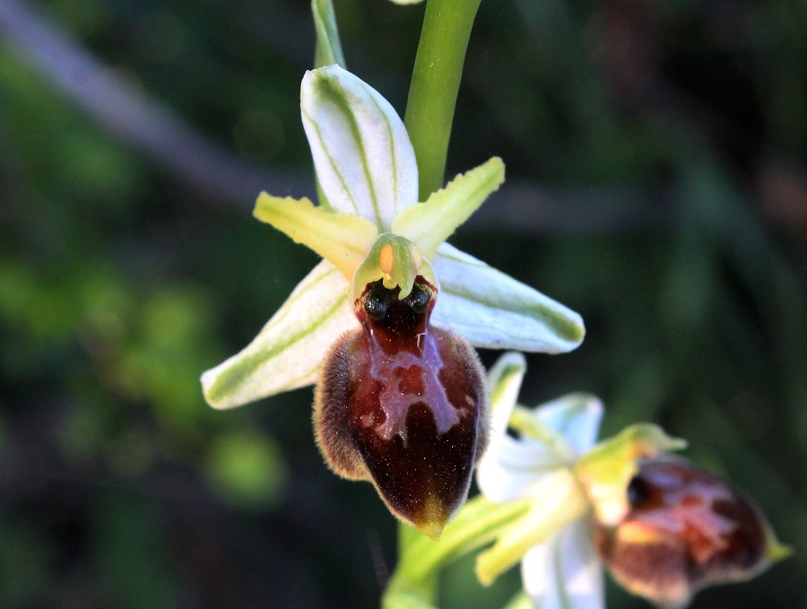 Ophrys exaltata subsp. archipelagi ?