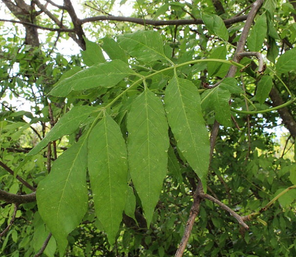 Fraxinus ornus