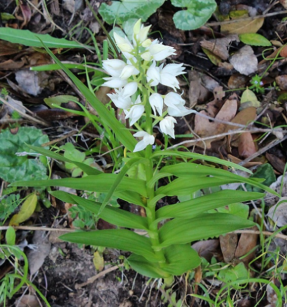 Cephalanthera longifolia ?