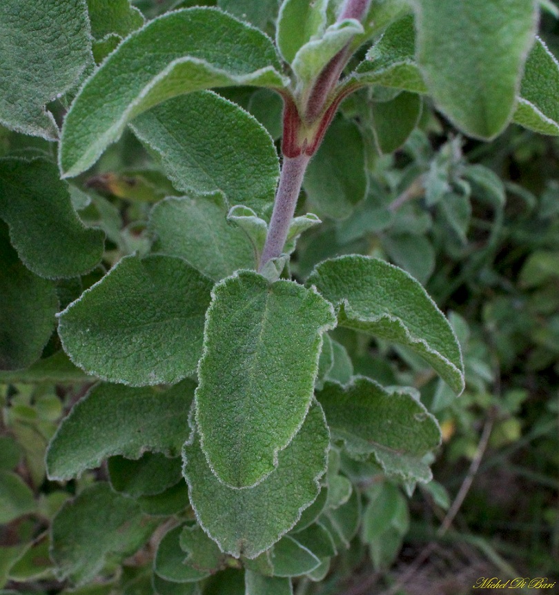 Cistus creticus subsp. eriocephalus / Cisto rosso