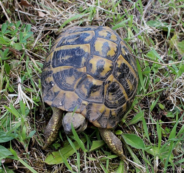 Testudo hermanni hermanni, la coppia.