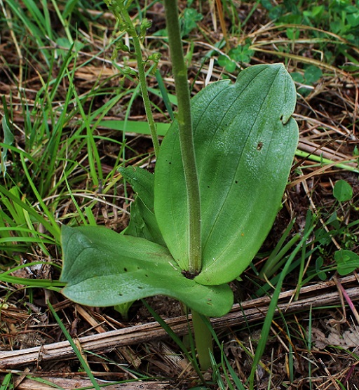 Neottia ovata