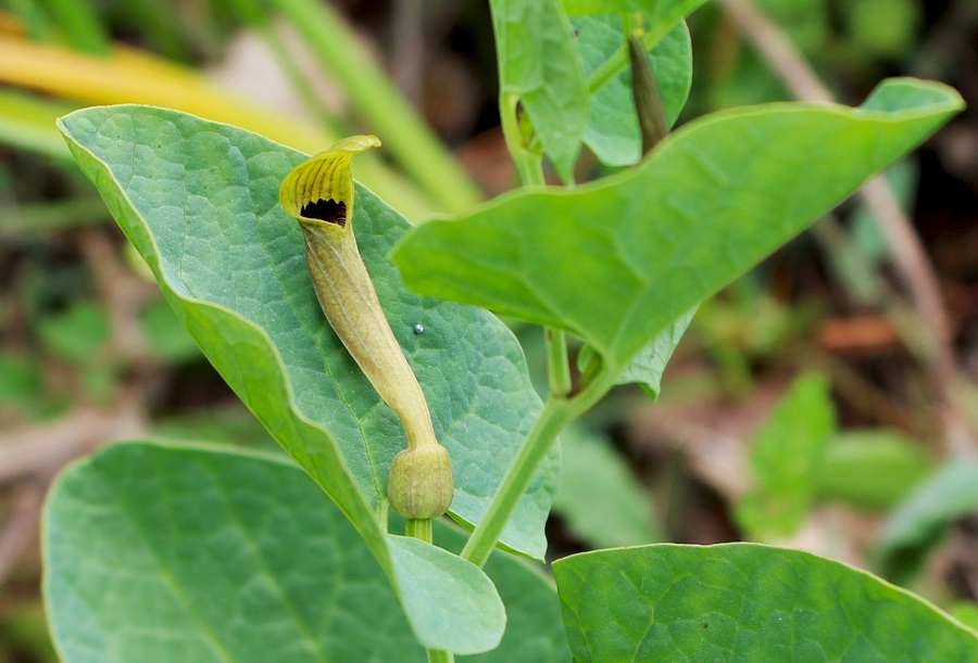 Aristolochia lutea