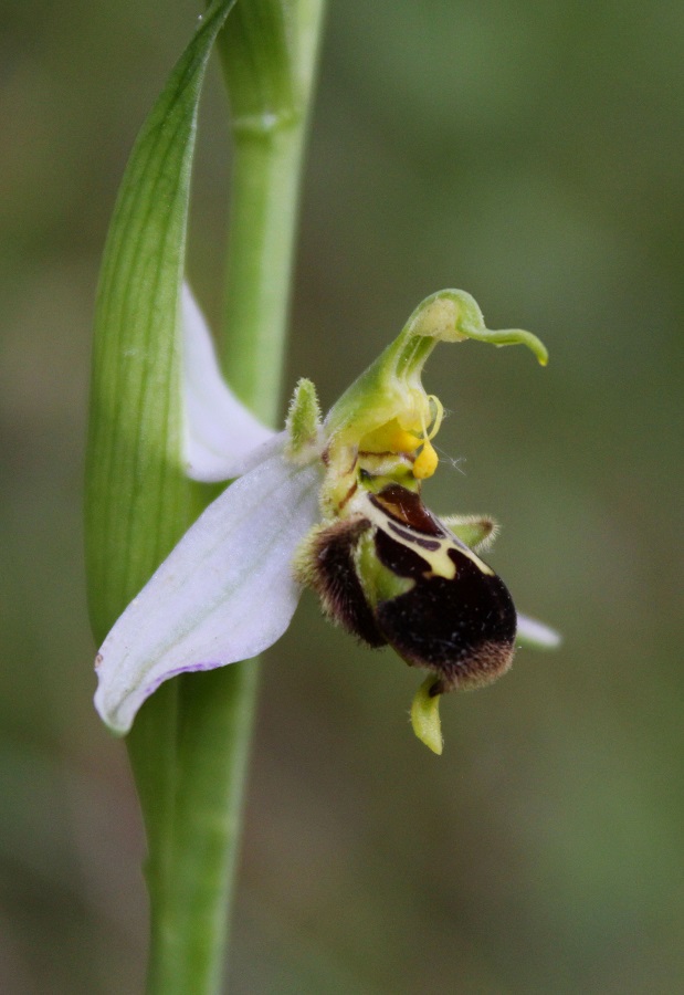 Ophrys apifera Huds.