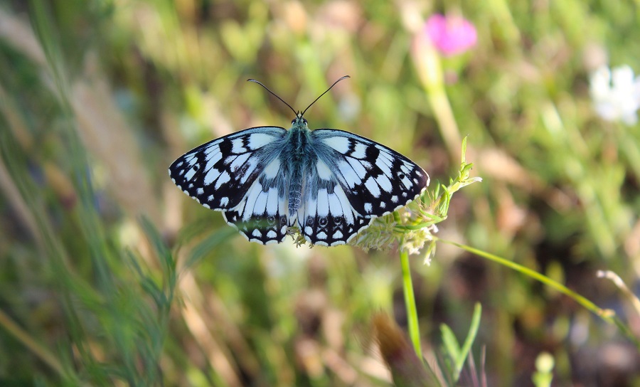 da determinare - Melanargia russiae