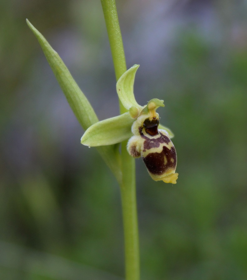 Ophrys conradiae