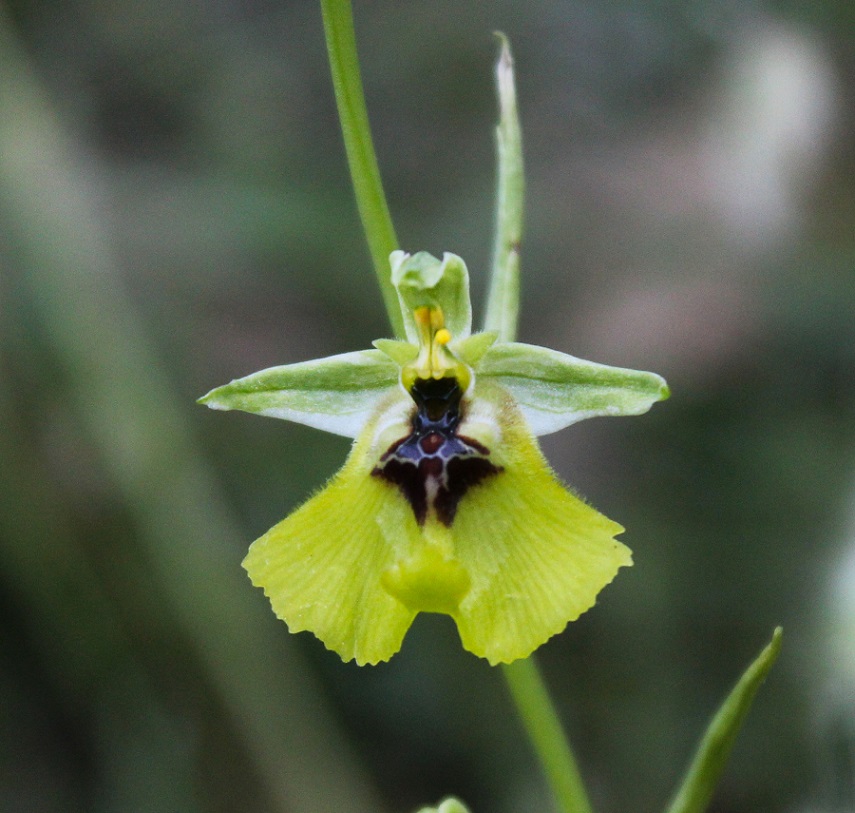 Ophrys lacaitae / Ofride di Lacaita