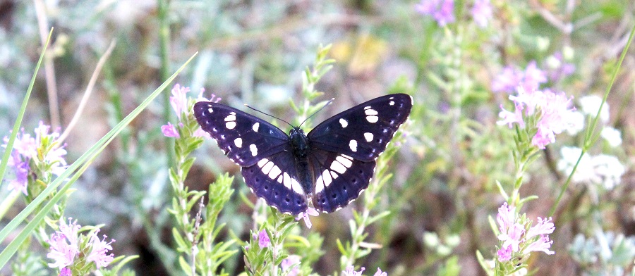 farfalla da Id - Limenitis reducta