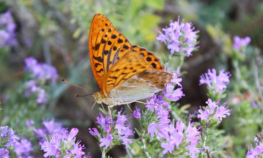 da determinare - Argynnis (Argynnis) paphia