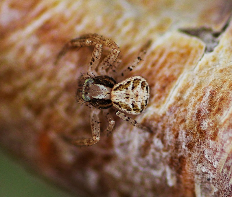 Xysticus sp. - Manfredonia (FG)