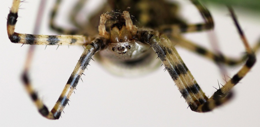 Argiope lobata (incontro ravvicinato) - Manfr. Gargano (FG)