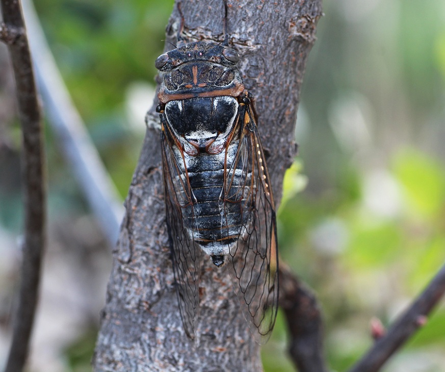 Cicadidae:  Cicada orni e Cicadatra atra (cfr.)