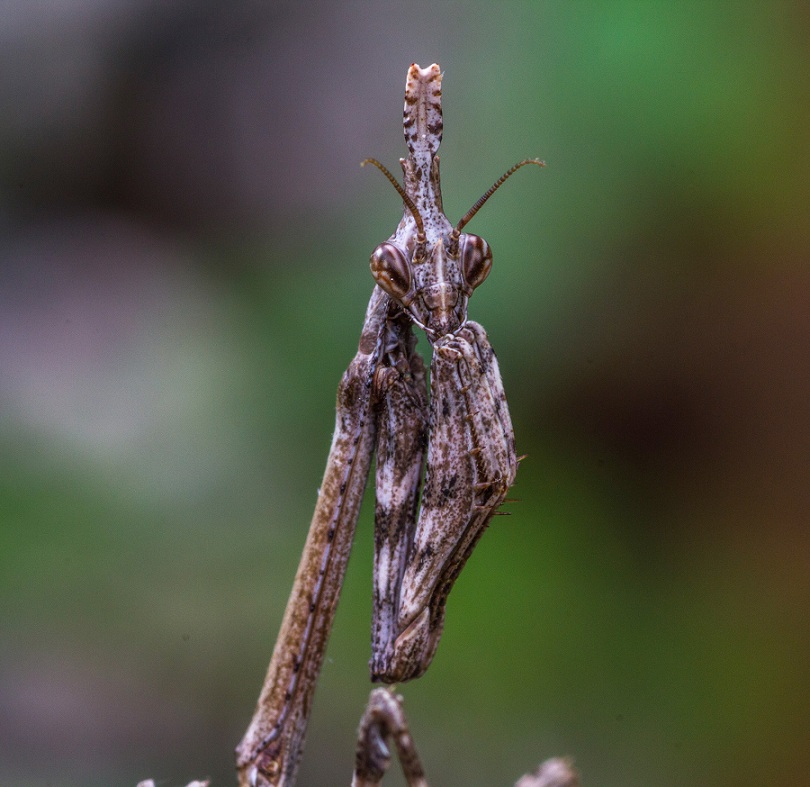 Neanide di Empusa pennata?