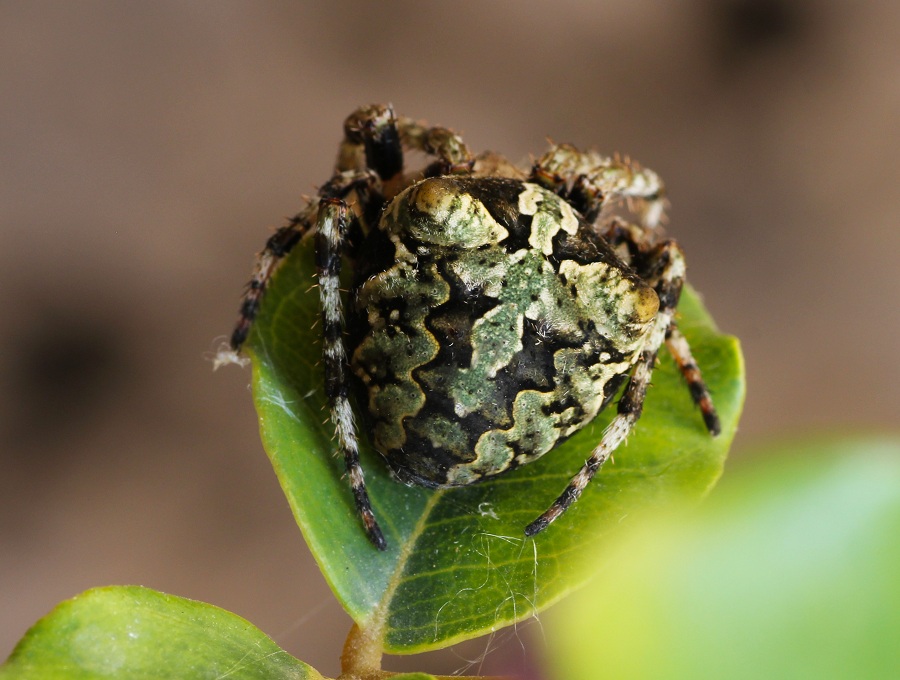 Araneus circe o Araneus angulatus?  - Manfredonia Gargano (FG)