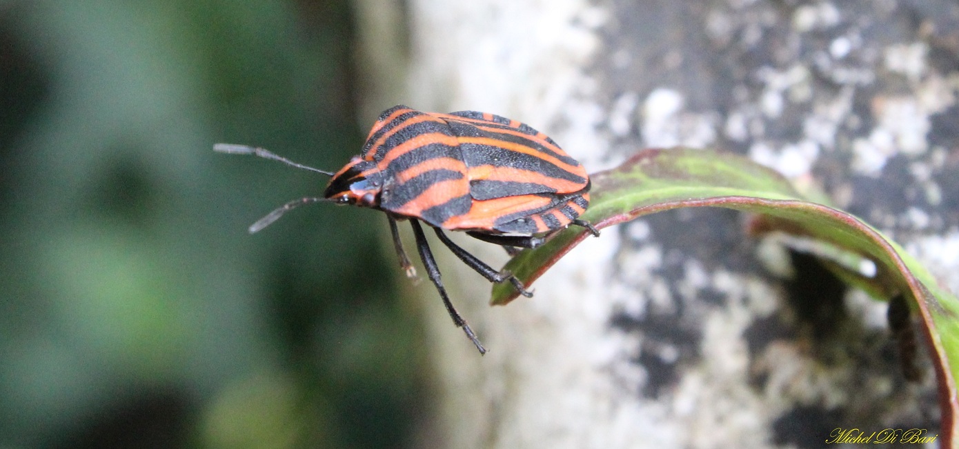 Graphosoma italicum ?