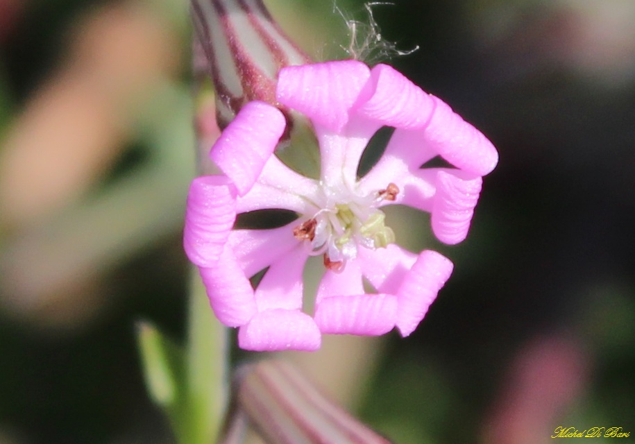 Silene colorata