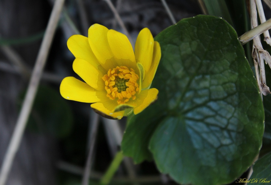 Ranunculus ficaria