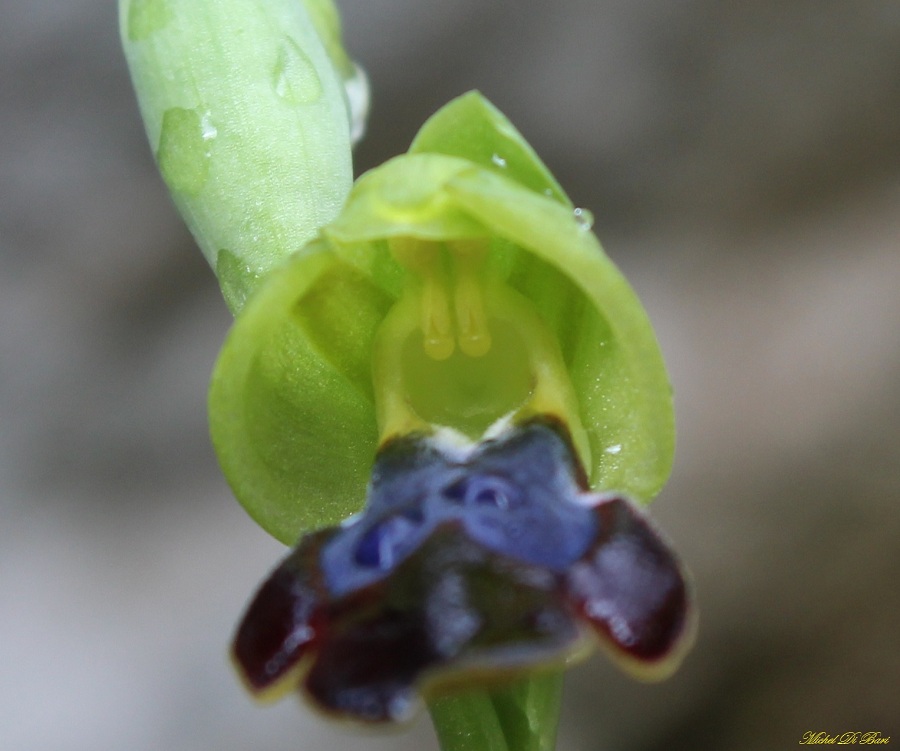 Ophrys iricolor