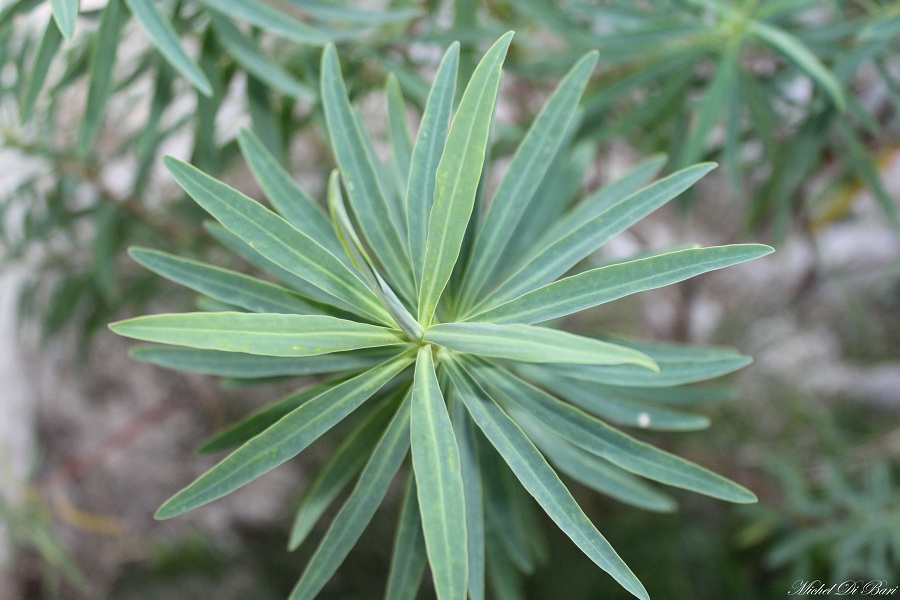 Euphorbia dendroides