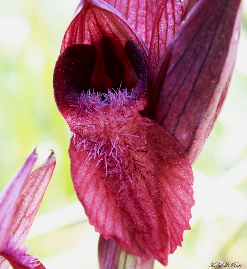 Serapias orientalis subsp. apulica