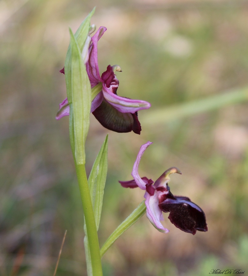 Ophrys sipontensis