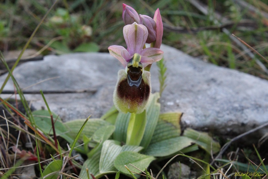 Ophrys tenthredinifera