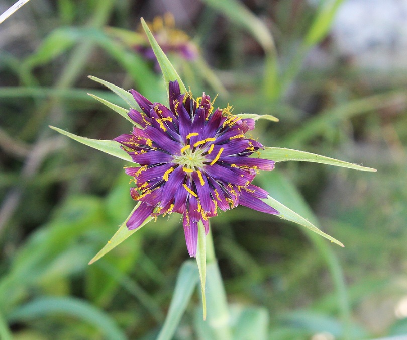 Tragopogon porrifolius