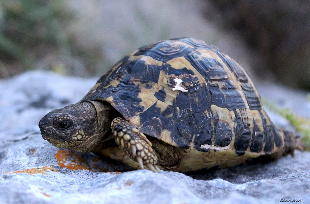 Testudo hermanni hermanni, la coppia.