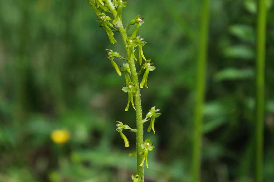 Neottia ovata