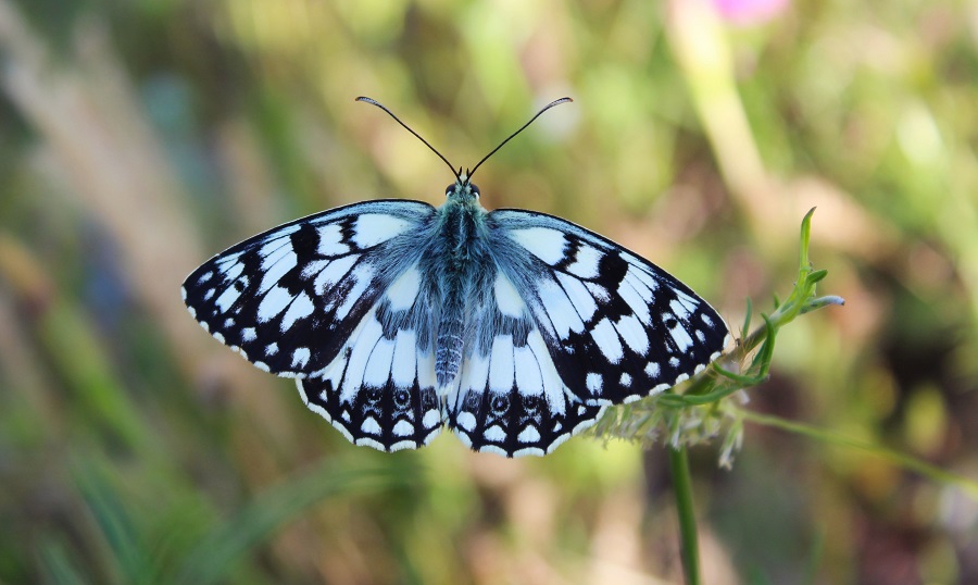 da determinare - Melanargia russiae