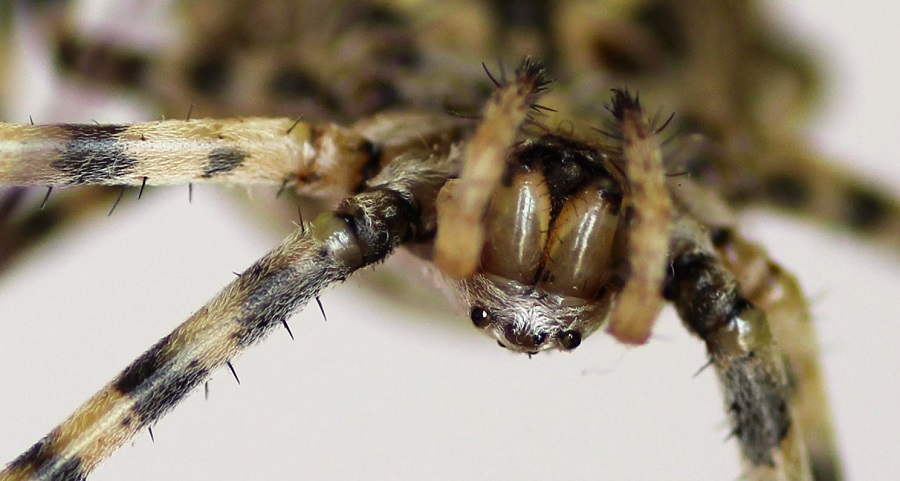 Argiope lobata (incontro ravvicinato) - Manfr. Gargano (FG)