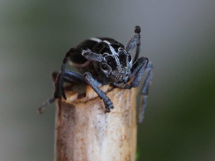 Cerambycidae: Dorcadion (Pedestredorcadion) arenarium marsicanum