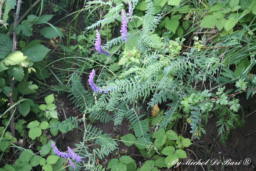 Leguminosa? Vicia cfr. cracca